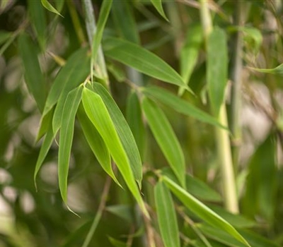 Fargesia murielae 'Maasai'