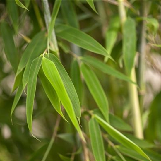 Fargesia murielae 'Maasai'