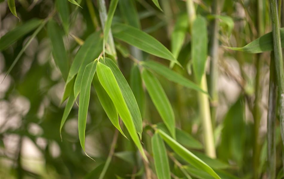 Fargesia murielae 'Maasai'