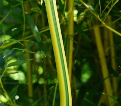 Phyllostachys aureosulcata spectabilis