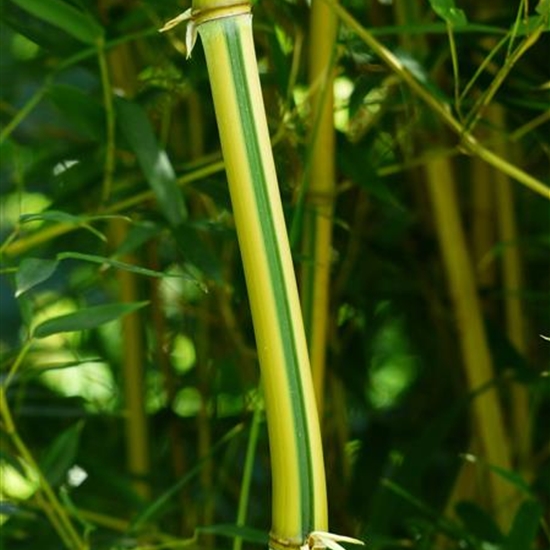 Phyllostachys aureosulcata spectabilis