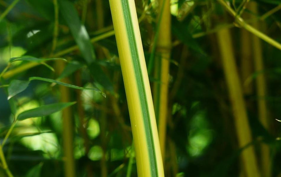 Phyllostachys aureosulcata spectabilis