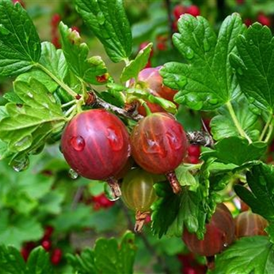 Ribes uva-crispa 'Hinnonmäki Rot'