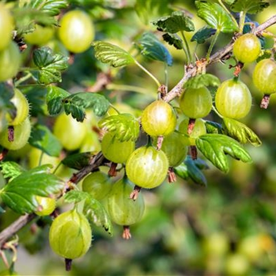 Ribes uva-crispa 'Invicta'