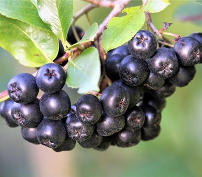 Aronia prunifolia (x) 'Viking'