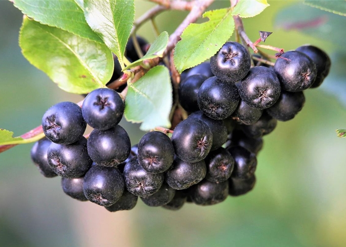 Aronia prunifolia (x) 'Viking'