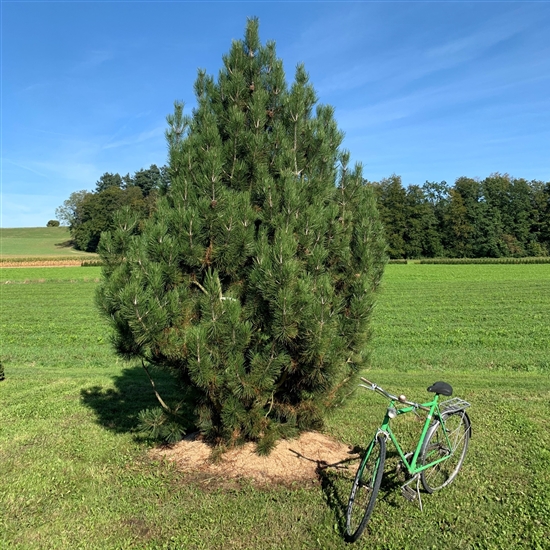 Pinus heldreichii Nr. 197