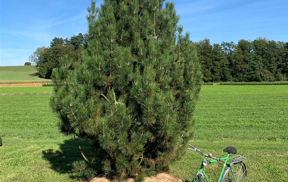 Pinus heldreichii Nr. 197