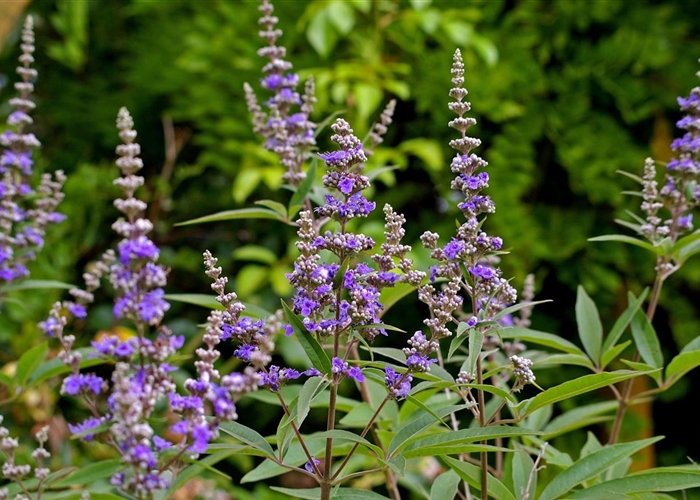 Vitex agnus-castus