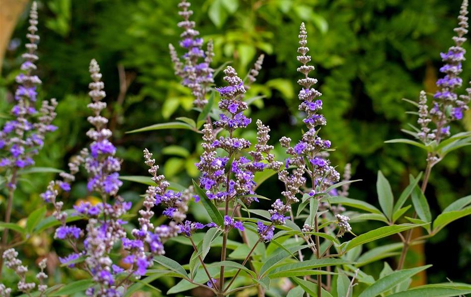 Vitex agnus-castus