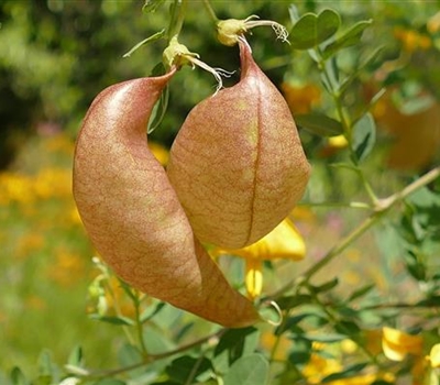 Colutea arborescens