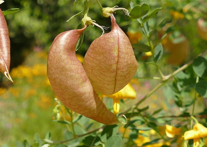 Colutea arborescens