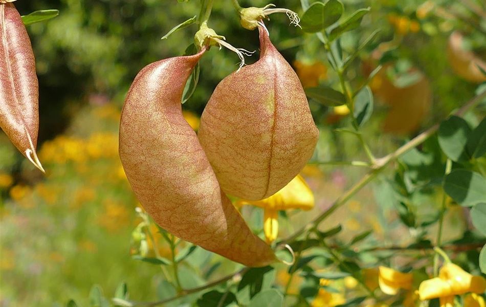 Colutea arborescens