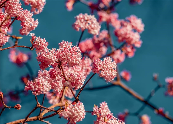 Viburnum bodnantense (x) 'Dawn'