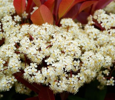 Photinia fraseri (x) 'Red Robin'