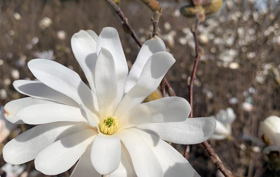 Magnolia stellata