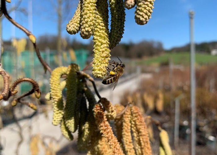 Corylus avellana 'Contorta'