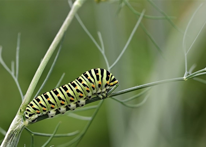 Insekten-Hecken