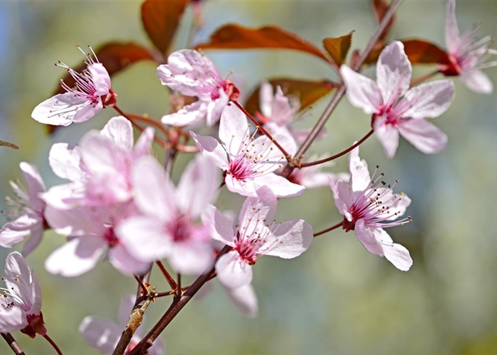 Prunus cerasifera 'Woodii'