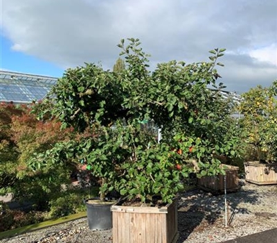 Malus domestica 'Schöner von Boskoop' Nr. 112