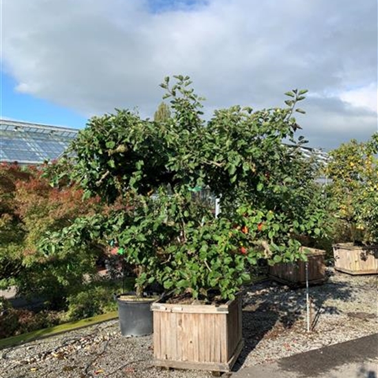 Malus domestica 'Schöner von Boskoop' Nr. 112