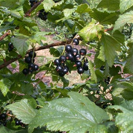 Ribes nigrum 'Ometa'