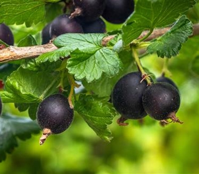 Ribes nidigrolaria (x) 'Josta'