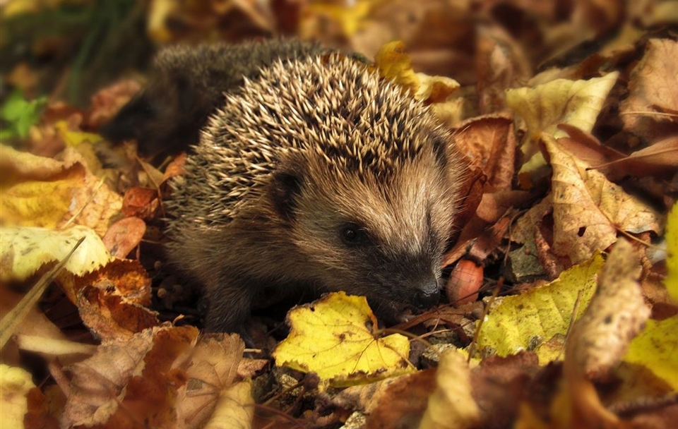 hedgehog-g48157e12f_1920.jpg