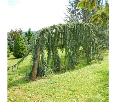 Cedrus libani 'Glauca Pendula' Nr.147