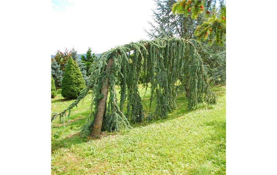 Cedrus libani 'Glauca Pendula' Nr.147