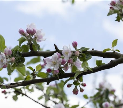 Malus domestica 'Bohnapfel'