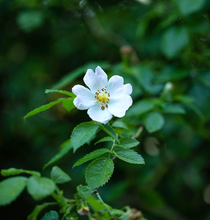 Feld-Rose, Strauchrose