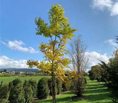 Gymnocladus dioica Nr. 110