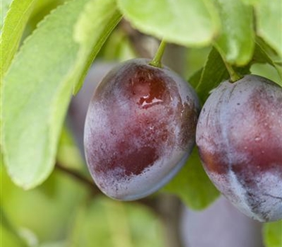 Prunus domestica 'President'