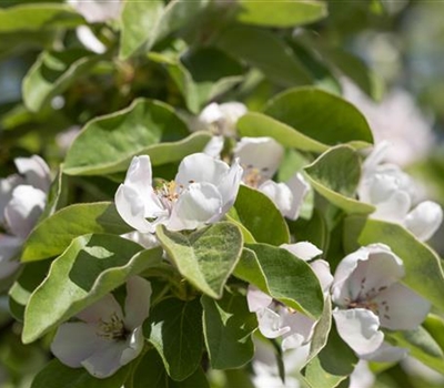 Cydonia oblonga 'Bereczki'