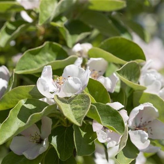 Cydonia oblonga 'Bereczki'