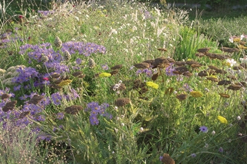 Staudenmischung Silbersommer