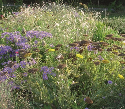 Staudenmischung Silbersommer