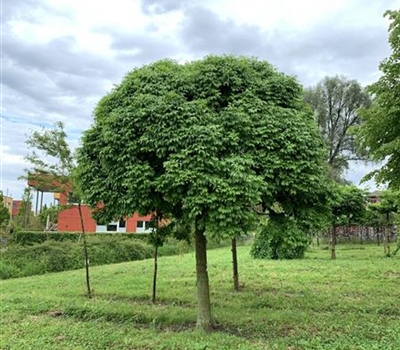 Fraxinus ornus 'Mecsek'