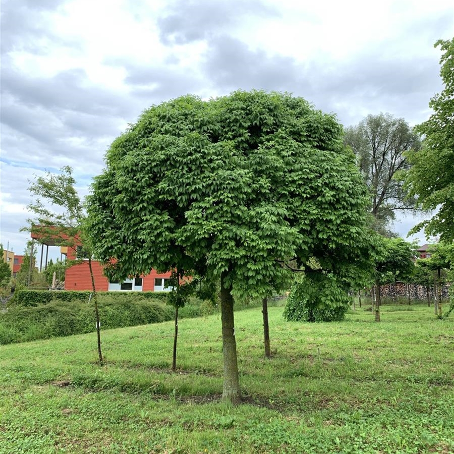 Fraxinus ornus 'Mecsek'