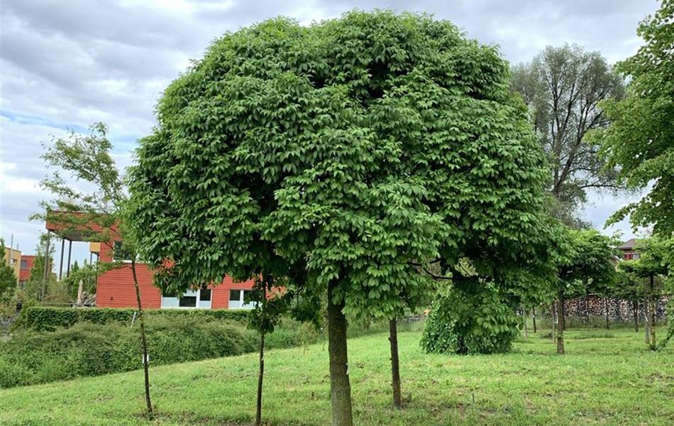 Fraxinus ornus 'Mecsek'