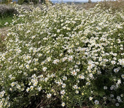 Aster (Universum-Gruppe) 'Monte Cassino'