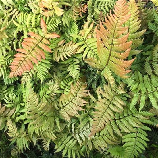 Dryopteris lepidopoda