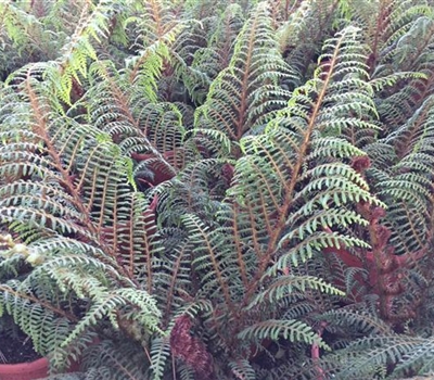 Cyathea tomentosissima