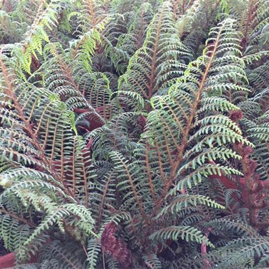 Cyathea tomentosissima