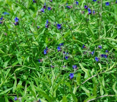 Buglossoides purpurocaerulea