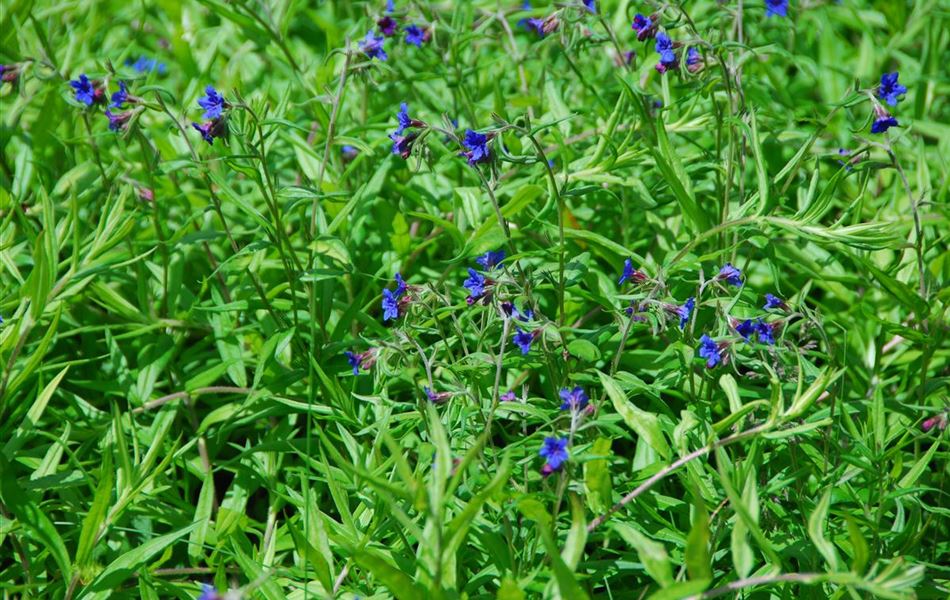 Buglossoides purpurocaerulea