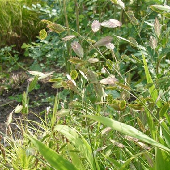 Chasmanthium latifolium