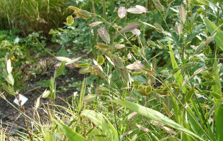 Chasmanthium latifolium