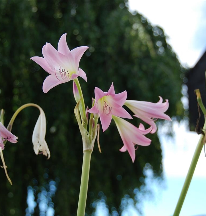 Freiland Amaryllis, Hakenlilie